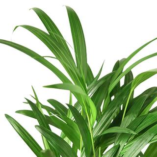 Areca Palm Dypsis Lutescens Plant in 4 in. Grower Pot 4_PALM_ARECA