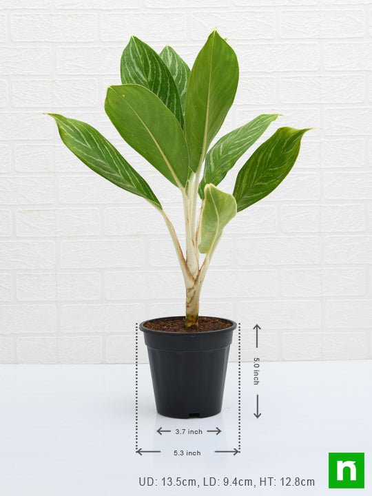 Aglaonema Stripes - Plant