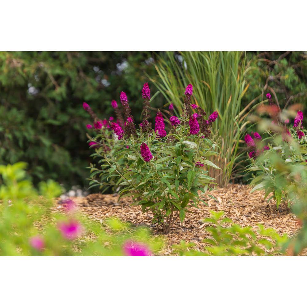 FIRST EDITIONS 3 Gal. Funky Fuchsia Butterfly Bush Flowering Shrub with Fragrant Reddish-Pink Flowers BBBUD33FUH1PK