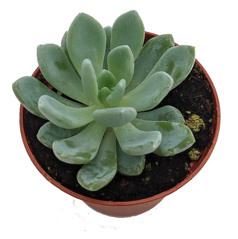 Grey Red Desert Rose - Echeveria - Easy to Grow Succulent - 2.5