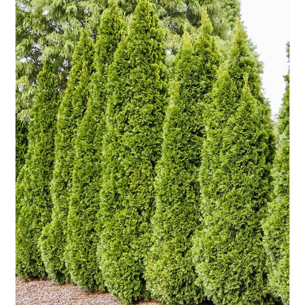 Spring Hill Nurseries Emerald Green Upright Arborvitae Potted Evergreen Shrub Hedge Kit 1 ft. to 2 ft. Tall (10-Pack) 94127