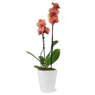 Just Add Ice Premium Orchid (Phalaenopsis) Salmon Plant in 5 in. White Ceramic Pottery J5017