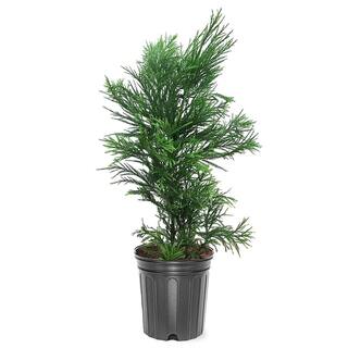 3 Gal. Yoshino Cryptomeria Evergreen Tree CRYYOS03G