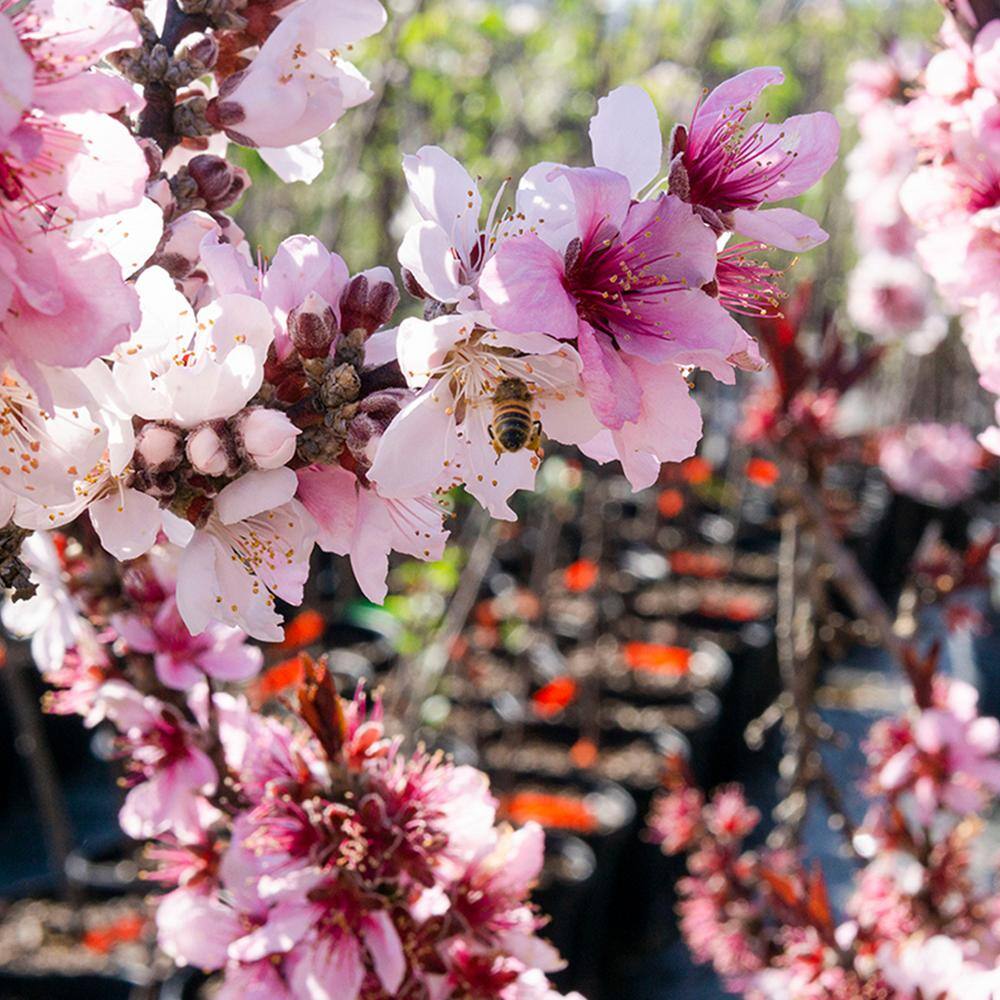 Perfect Plants 3 ft.-4 ft. Tall Bonfire Patio Peach Tree in Grower's Pot Small THD00573