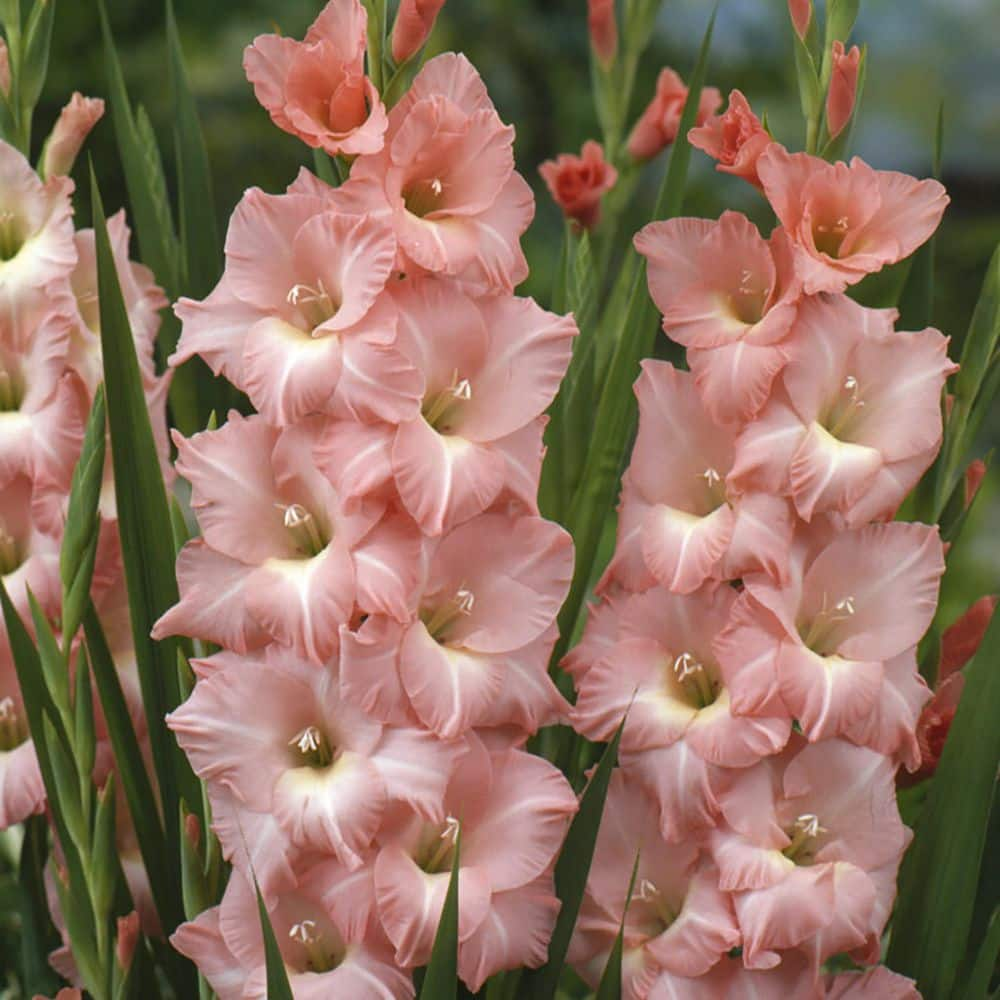 VAN ZYVERDEN Gladiolus Large Flowering Rose  (Set  of 12 Bulbs) 84508