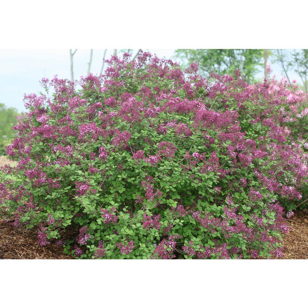 PROVEN WINNERS 1 Gal. Bloomerang Dark Purple Reblooming Lilac (Syringa) Live Shrub Purple Flowers SYRPRC1026101