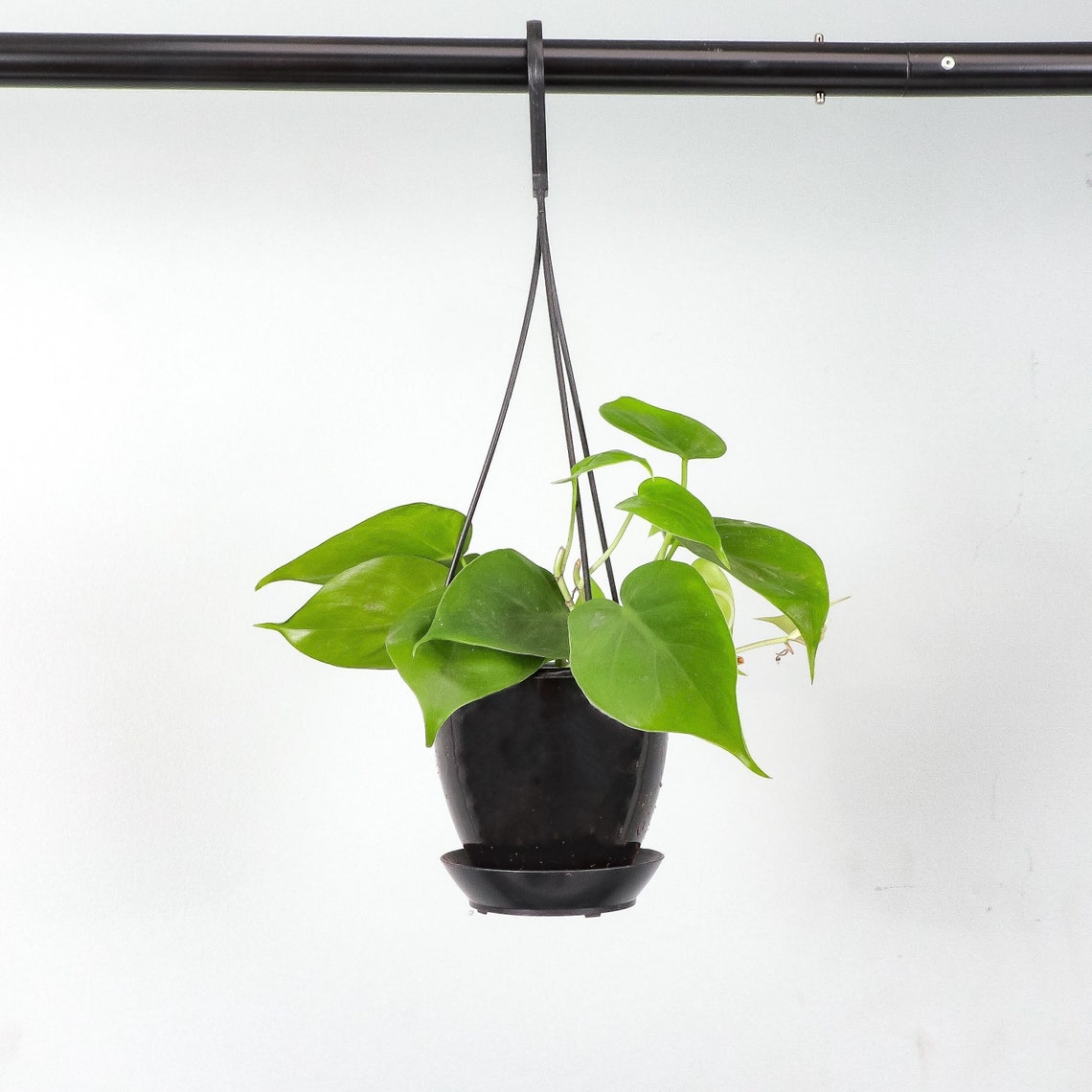 Live Green Philodendron Plant - 4