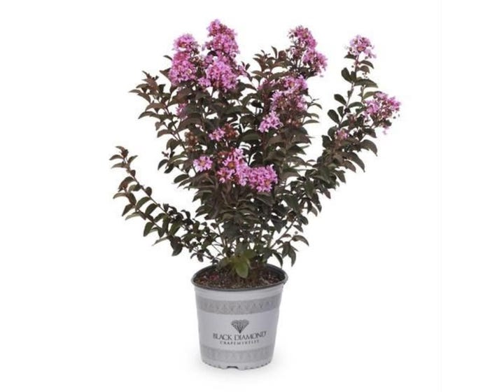 Capstone Plants Crapemyrtle Black Diamond Assorted Colors 2G Pot