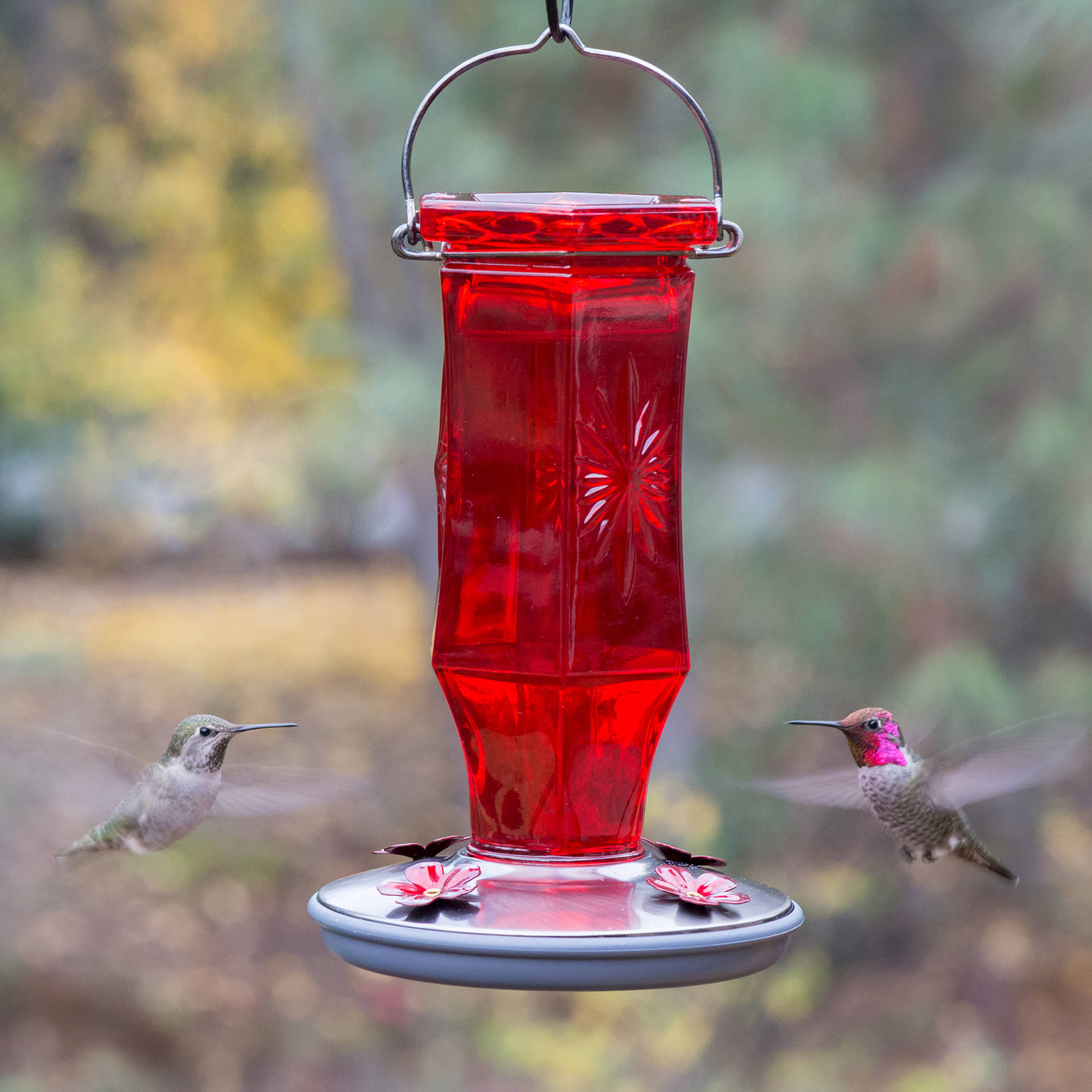 Perky-Pet 16 oz Ruby Starburst Vintage Hummingbird Feeder