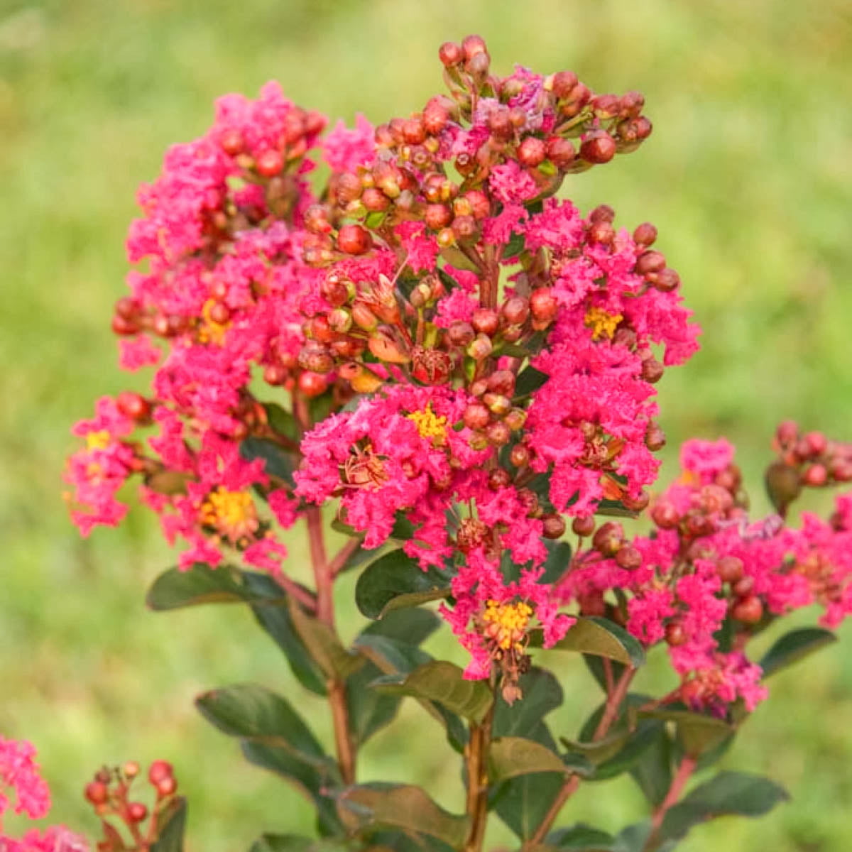 Northern Belle Hot Pink Crape Myrtle (Lagerstroemia)， Dormant Bare Root Starter Flowering Shrub (1-Pack)