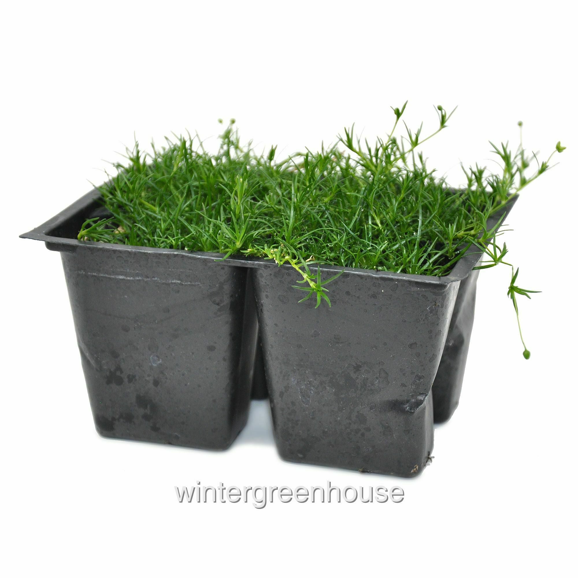 Sagina Subulata， Irish Moss Ground Cover， Pack Of 4 Plants - Pot Size: 4x 2.63x1.72x2.75