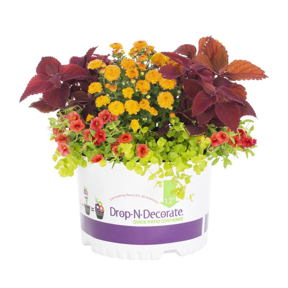 METROLINA GREENHOUSES 2.5 Gal Drop N Decorate Calibrachoa Coleus Lysimachia and Mum Combo (1-Pack) 5218