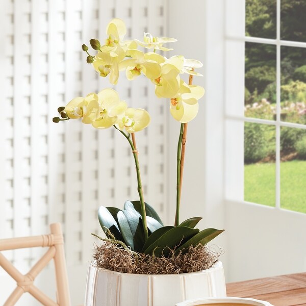 Phalaenopsis Orchid DropIn 23