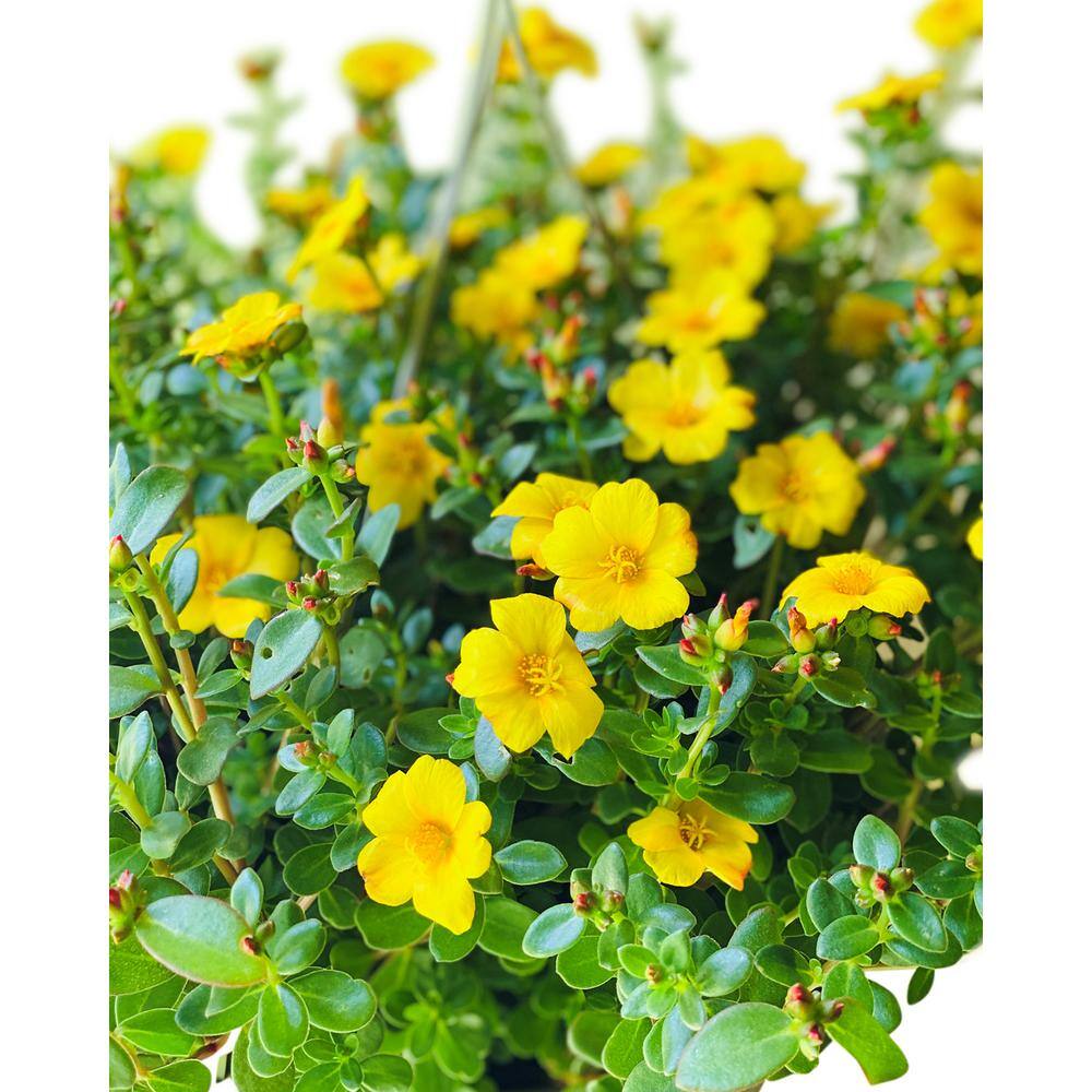 Vigoro 1.8 Gal. Purslane Plant Yellow Flowers in 11 In. Hanging Basket DC11HBPURSYEL