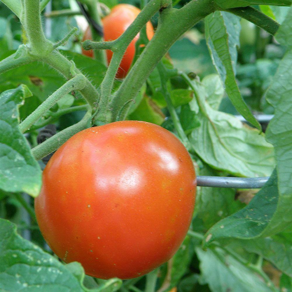 Bonnie Plants 1.19 qt. Celebrity Tomato Plant (6-Pack) 0219