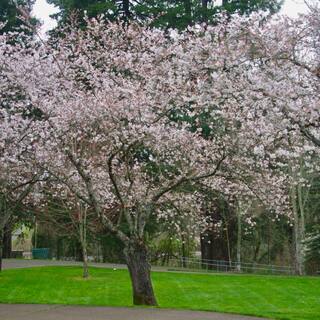 5 gal. Tulare Cherry Tree CHETUL05G