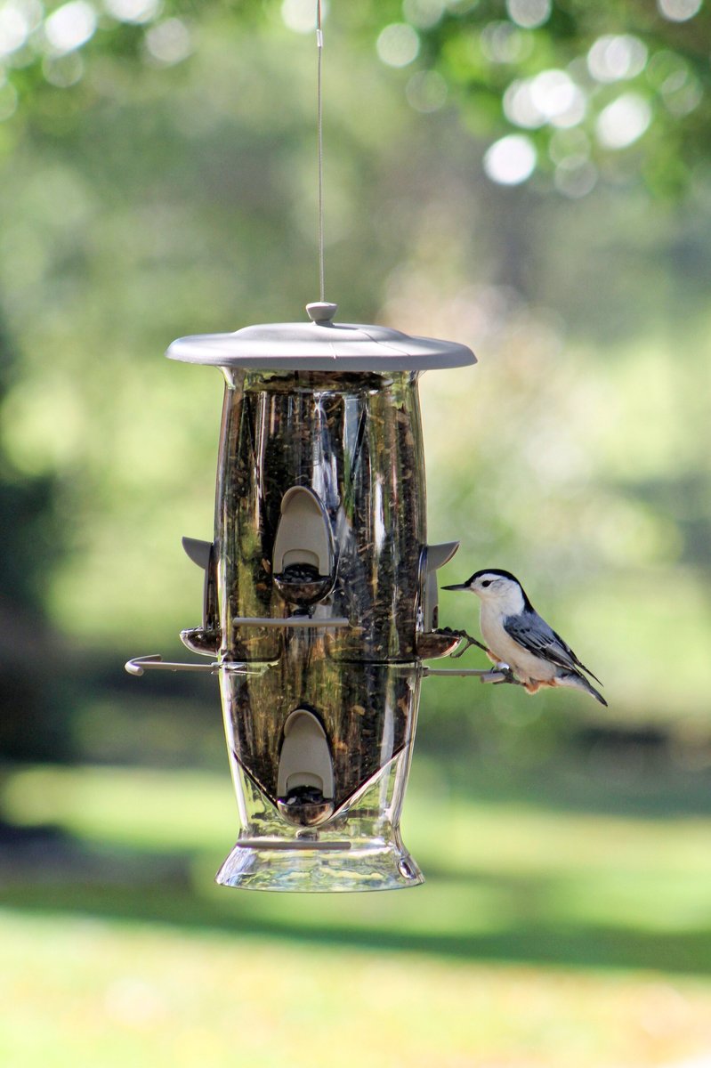 More Birds Abundance Bird Feeder