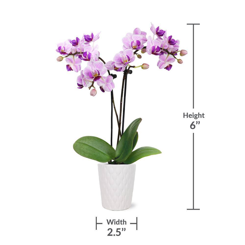 Just Add Ice Orchid (Phalaenopsis) Mini Pink Plant in 2-12 in. White Ceramic Pottery J5000