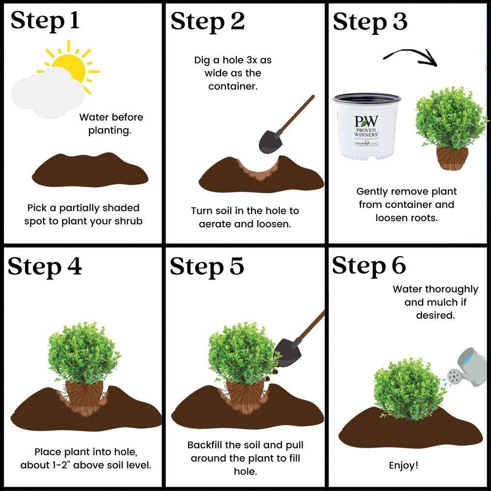 PROVEN WINNERS 2 Gal. Sprinter Boxwood Shrub with Glossy Evergreen Foliage 16875