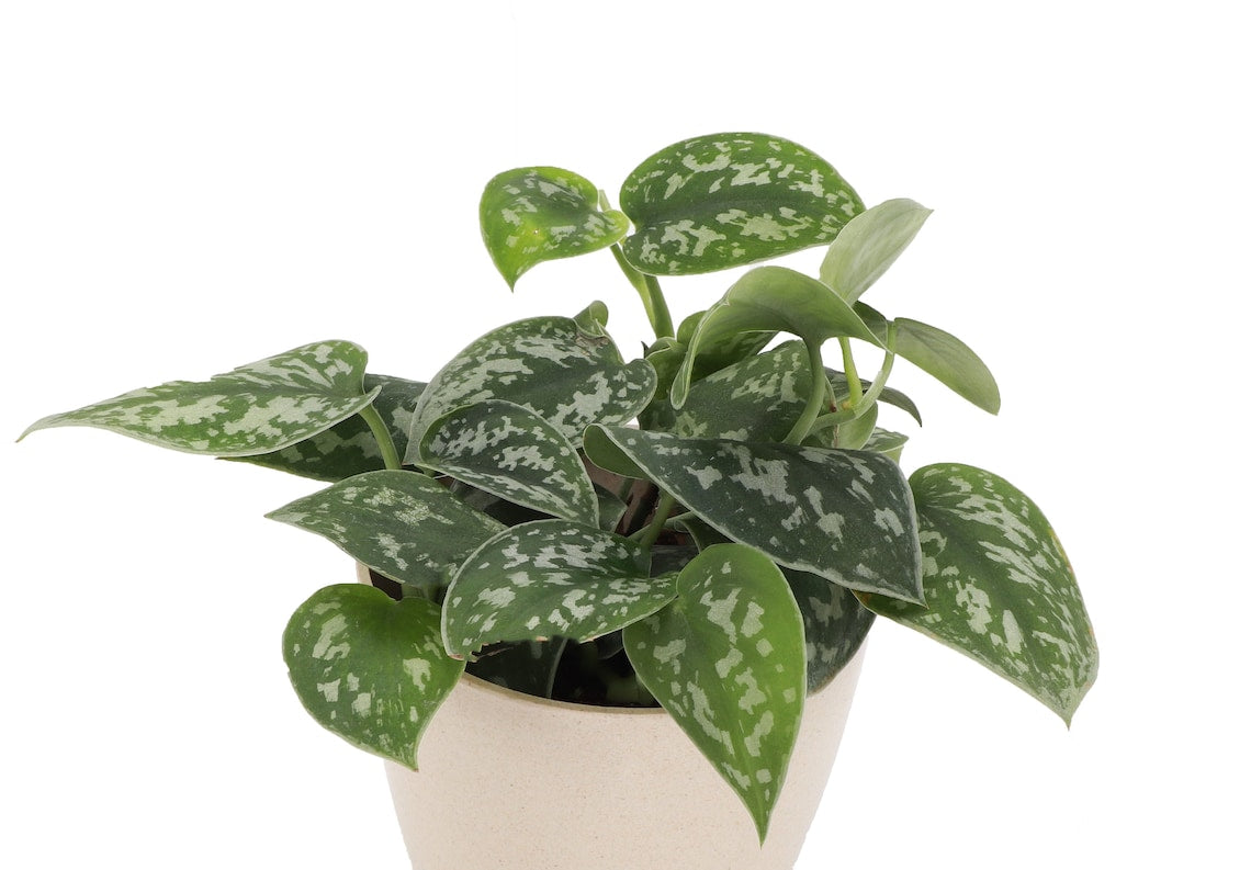 Live Satin Pothos Plant - 4