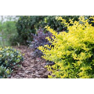 SOUTHERN LIVING 3 Gal. Sunshine Ligustrum Golden Privet Live Shrub with Golden-Yellow Foliage (1-Pack) LIGUS2SGP1PK
