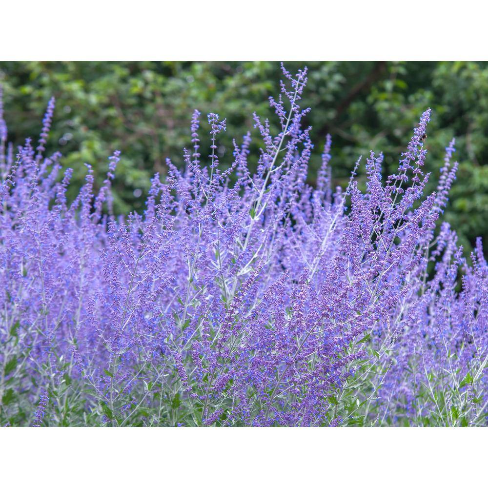 Online Orchards 1 gal. Sage Flowering Shrub with Very Hardy Profuse Lavender Flower Spikes (2-Pack) SBSA001