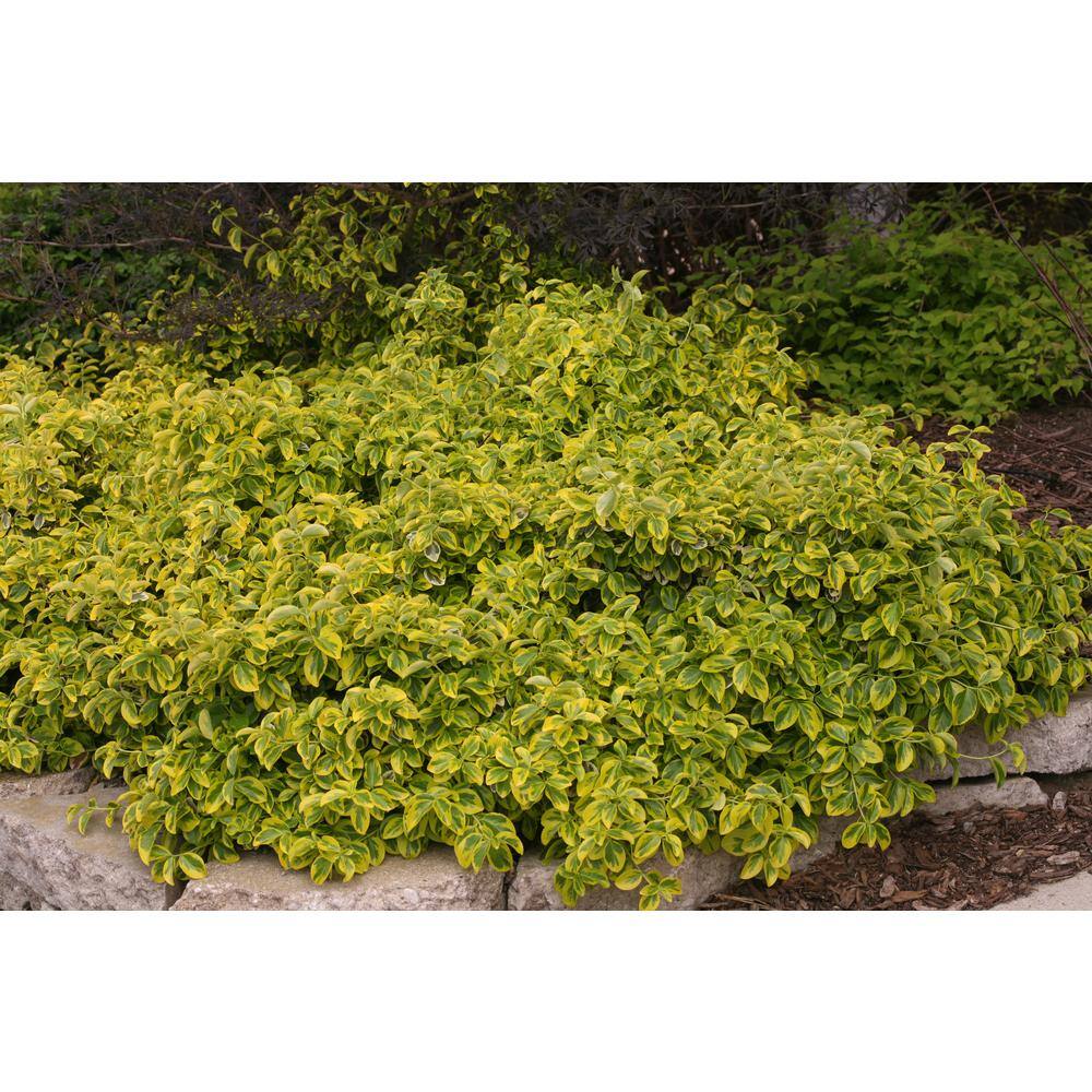 PROVEN WINNERS 1 Gal. Gold Splash Wintercreeper (Euonymus) Live Evergreen Shrub Green and Yellow Foliage EUOPRC1016101