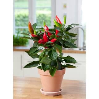 BONNIE PLANTS HARVEST SELECT 25 oz. Hot Burrito Pepper Plant 715339422439