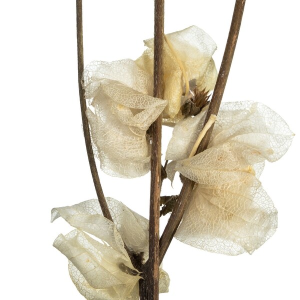 Vickerman 2024 Natural Bleached Cara Blossom Spray. Includes 60 flower buds. Dried.