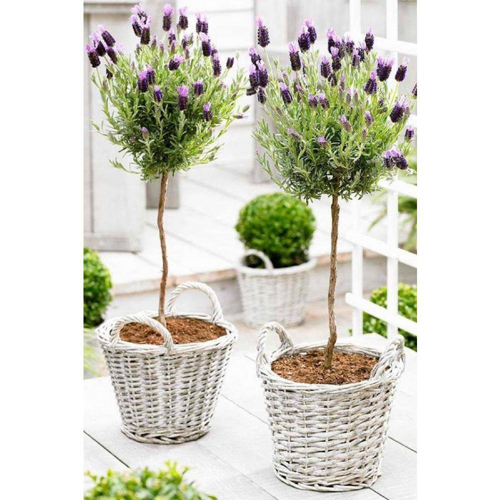 Pure Beauty Farms 2.5 Qt. Lavender Standard Topiary Tree in 8 in. Grower's Pot BOPIS5383