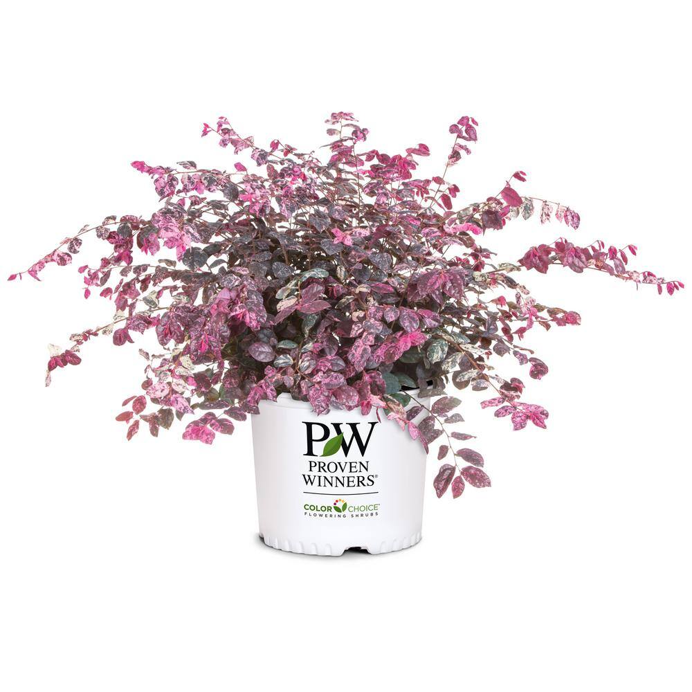 PROVEN WINNERS 2 Gal. Jazz Hands Loropetalum Shrub with Pink Flowers 14053
