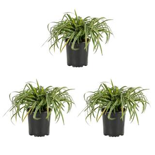 METROLINA GREENHOUSES 2 Qt. Silvery Sunproof Variegated Liriope Green Perennial Plant (3-Pack) 4008