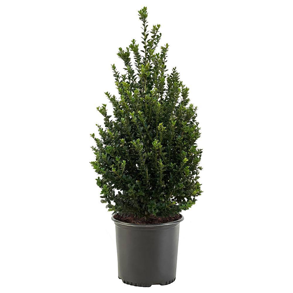 2.25 Gal. Steeds Upright Japanese Holly Plant with Dark Green Foliage 14827