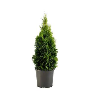 1 Gal. Emerald Green Arborvitae Shrub with Green Foliage 12521