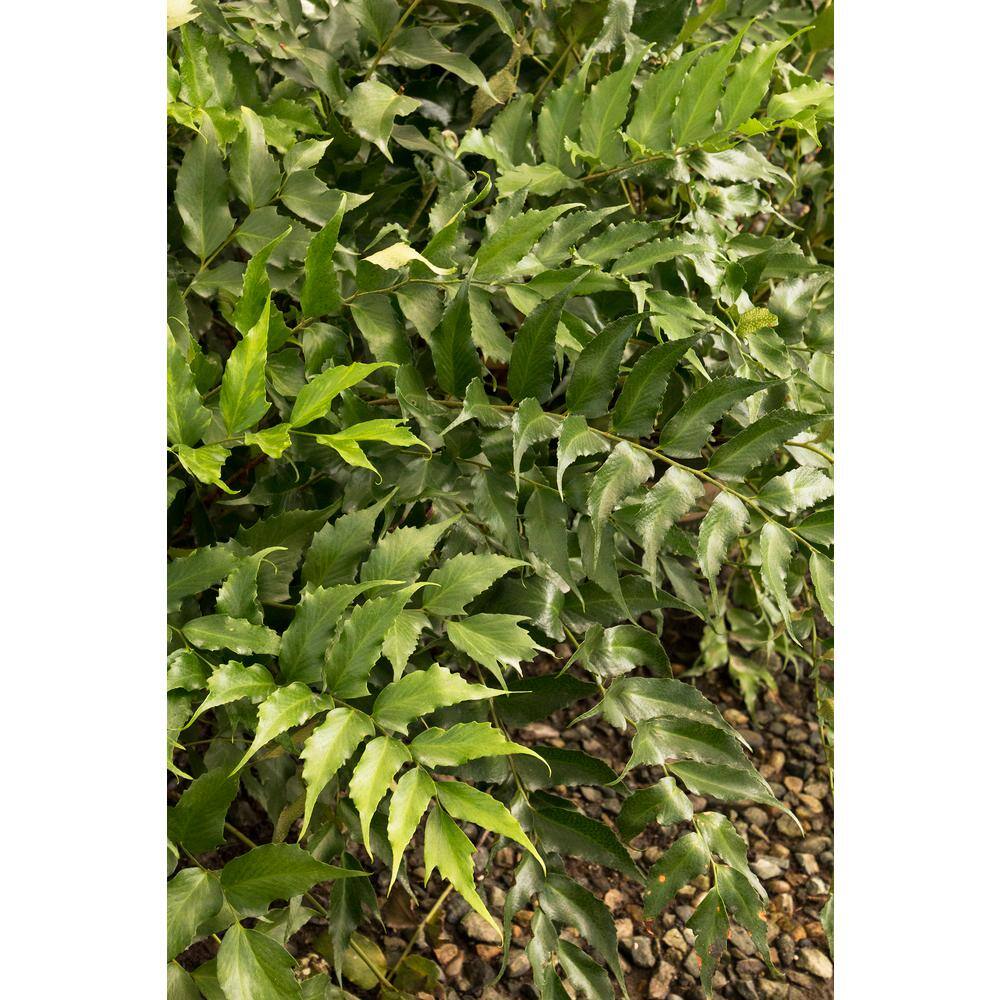 Pure Beauty Farms 2.5 Qt. Holly Fern in 6.33 In. Grower's Pot (2-Plants) DC1GFERNHOLLY2