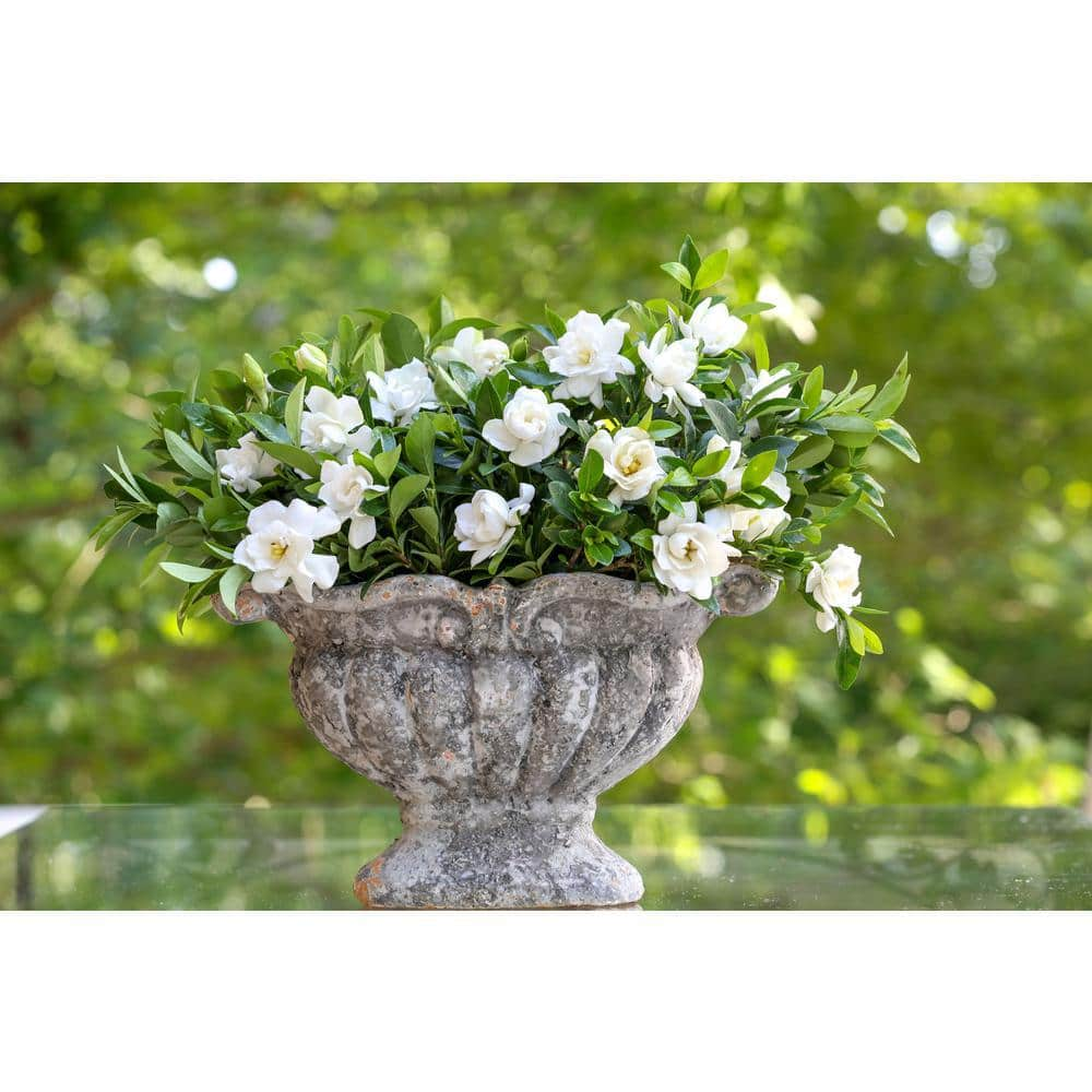 SOUTHERN LIVING 2 g Jubilation Gardenia Shrub with Fragrant White Flowers 14424