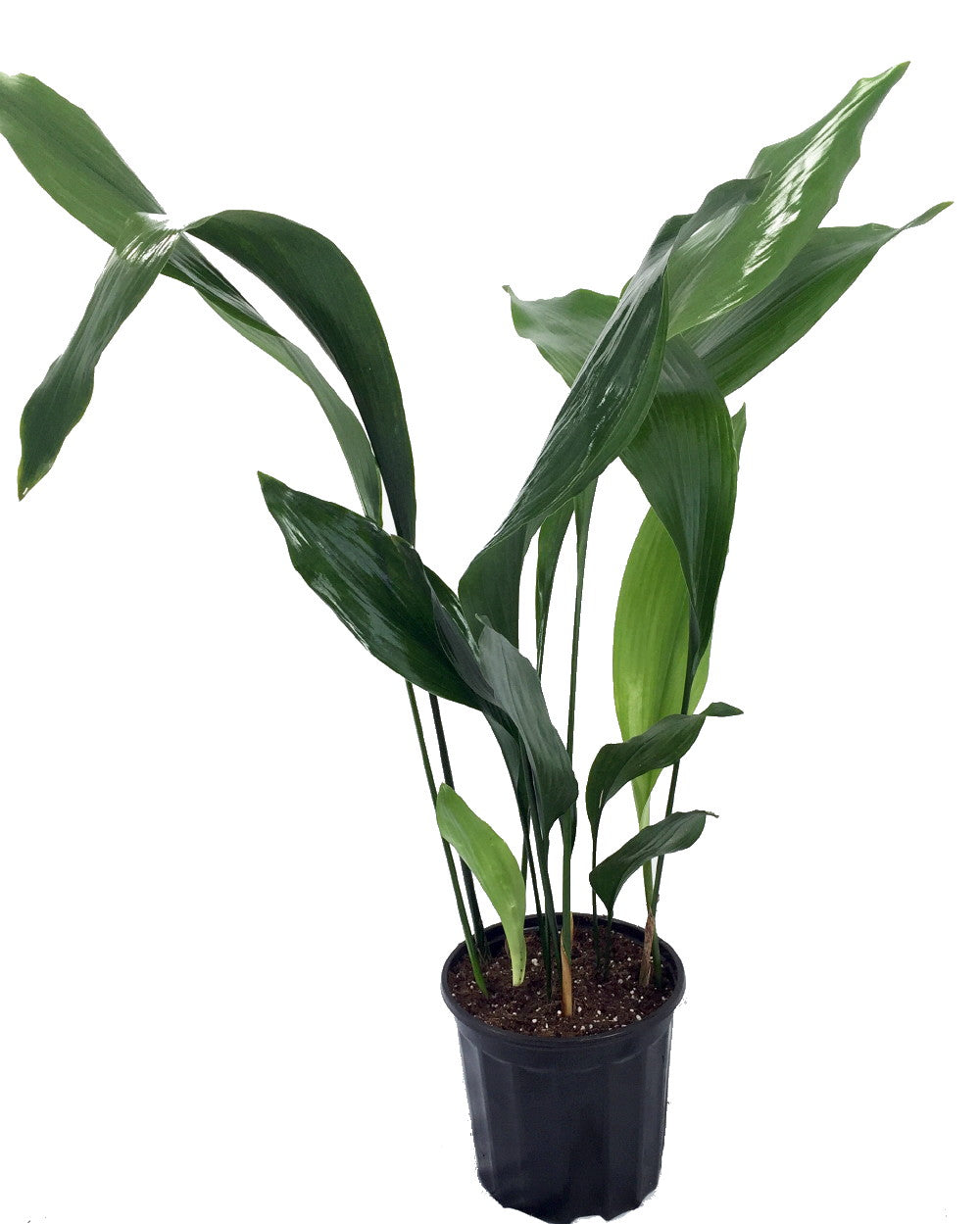 Cast Iron Plant - Aspidistra - Grows in Dim Light - 6" Pot