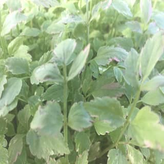 Givhandys 4 in. Potted Varigated Water Celery BogMarginal Aquatic Pond Plant Var WaterCelery