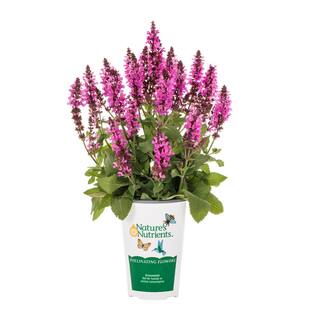 METROLINA GREENHOUSES 2.5 Qt. Marvel Pink Salvia Sage Plant 82206