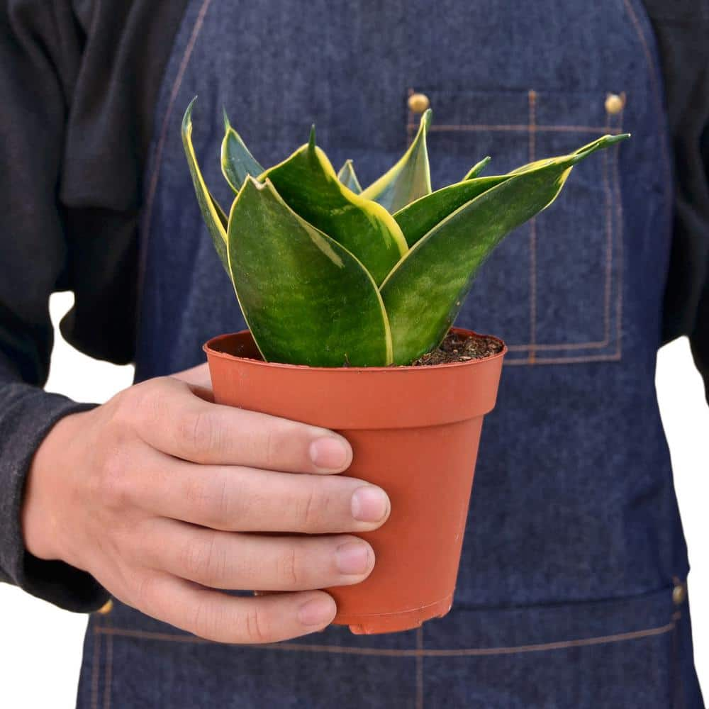 Snake Plant Emerald Star (Sansevieria Hahnii) Plant in 4 in. Grower Pot 4_SNAKE_EMERALD.STAR