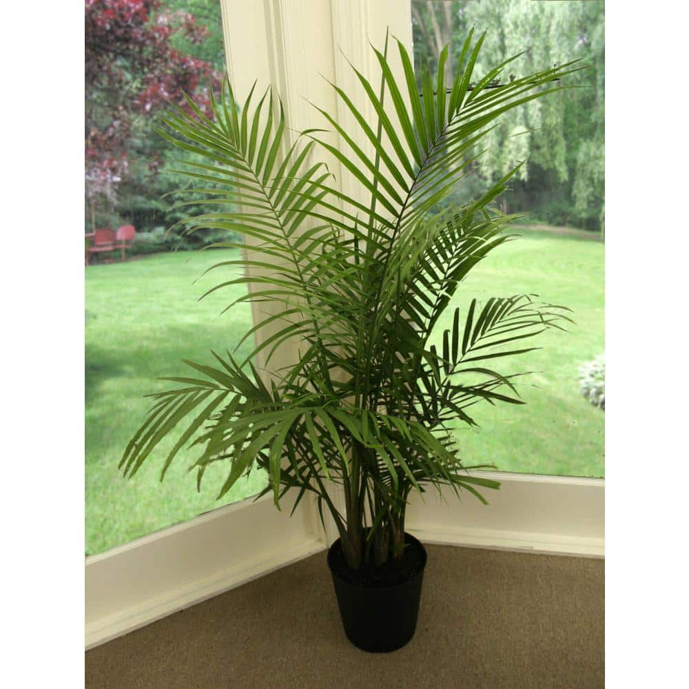 Costa Farms Majesty Indoor Palm in 9.25 in. Grower Pot Avg. Shipping Height 3-4 ft. Tall 10MAJ