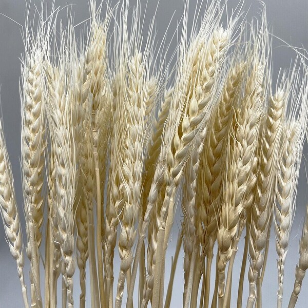 Bundle of 4 Dried wheat，50 pcs，24 long