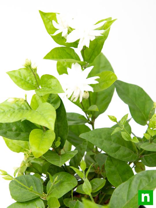 Beautiful Fragrant Mogra, Arabian Jasmine plant with pot