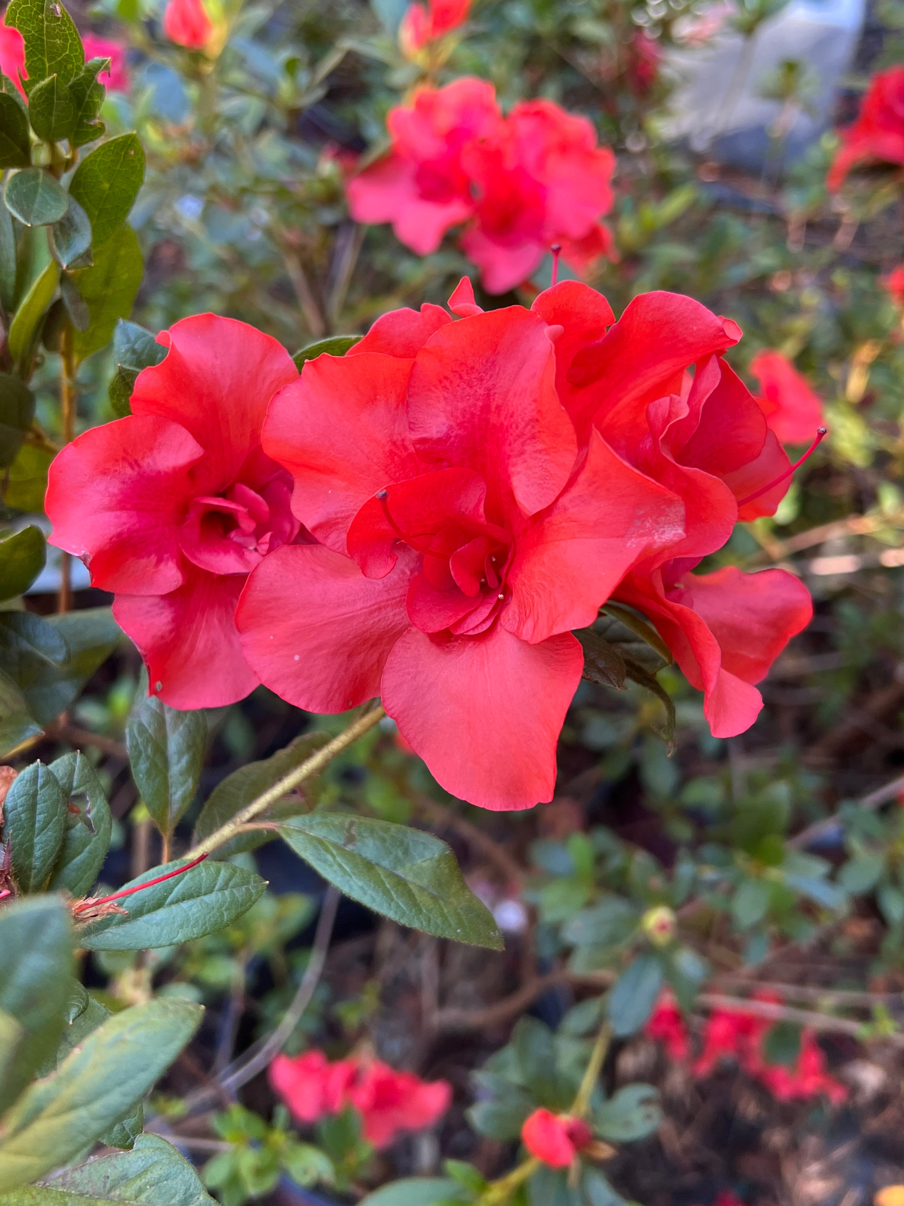 Encore Azalea Autumn Embers