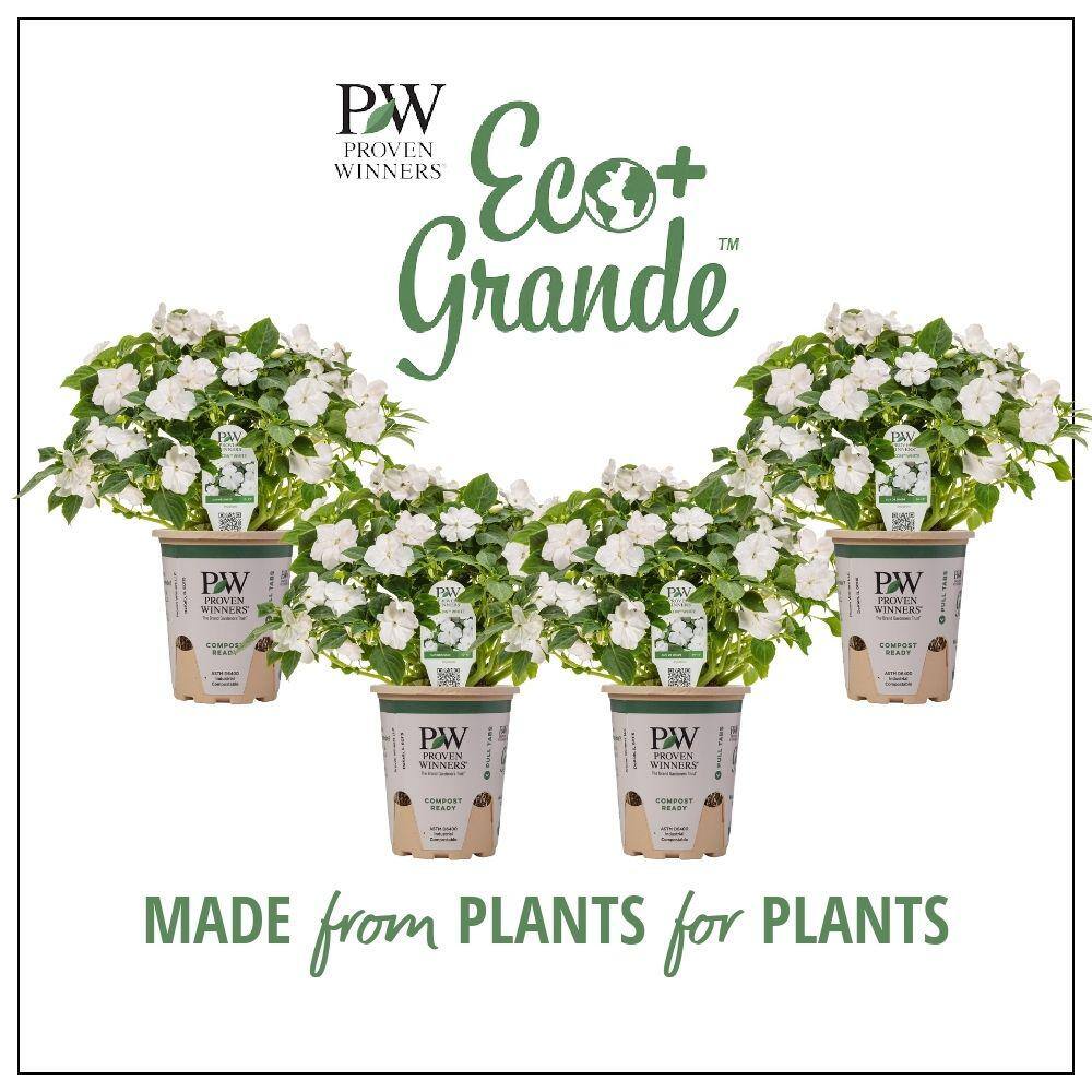 PROVEN WINNERS 4.25 in. Eco+Grande Soprano White (Impatiens) Live Plant White Flowers (4-Pack) IMPPRW1317504