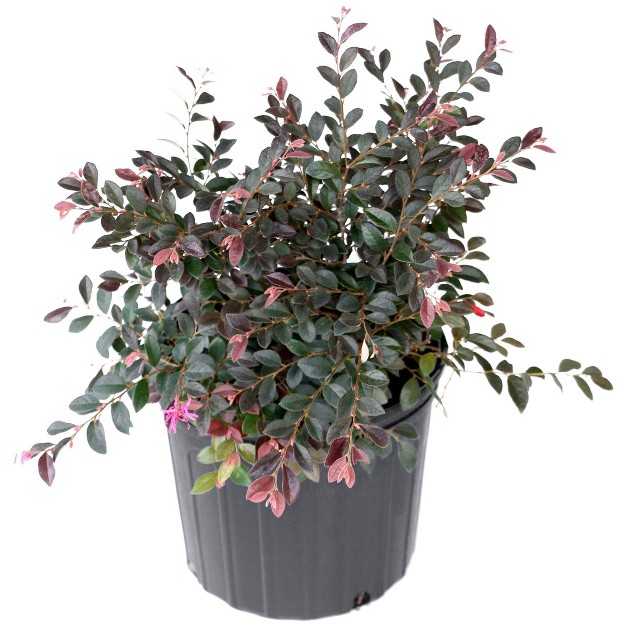 2gal Red Chocolate Loropetalum Plant With Red Blooms - National Plant Network