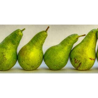 Online Orchards 3 ft. D'Anjou Pear Tree with Light Citrusy Flavor Perfect for Cooking FTPR205