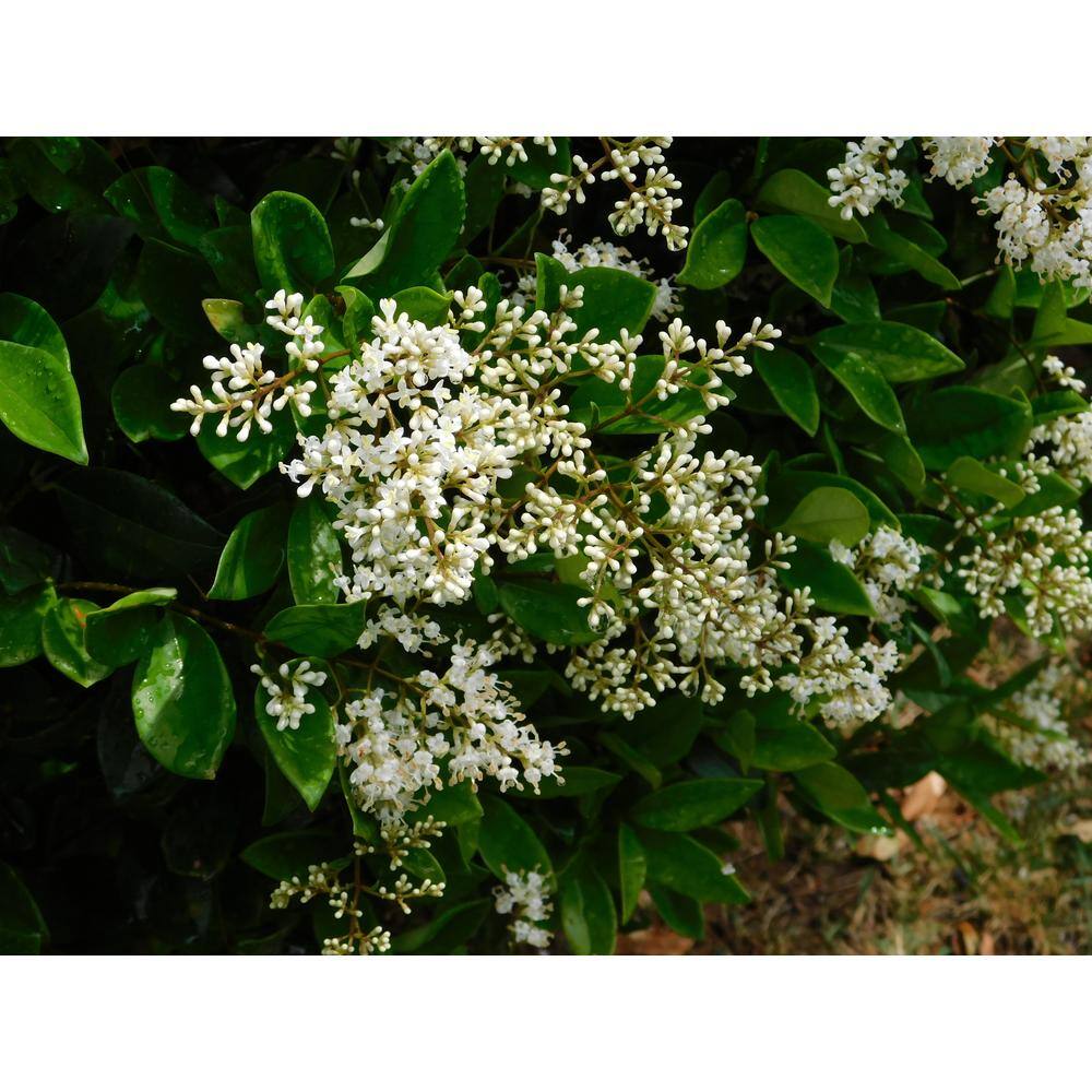 EVERDE GROWERS 2.5 Qt. Ligustrum Waxleaf Texanum Privet Shrub Plant LIGJAF1501