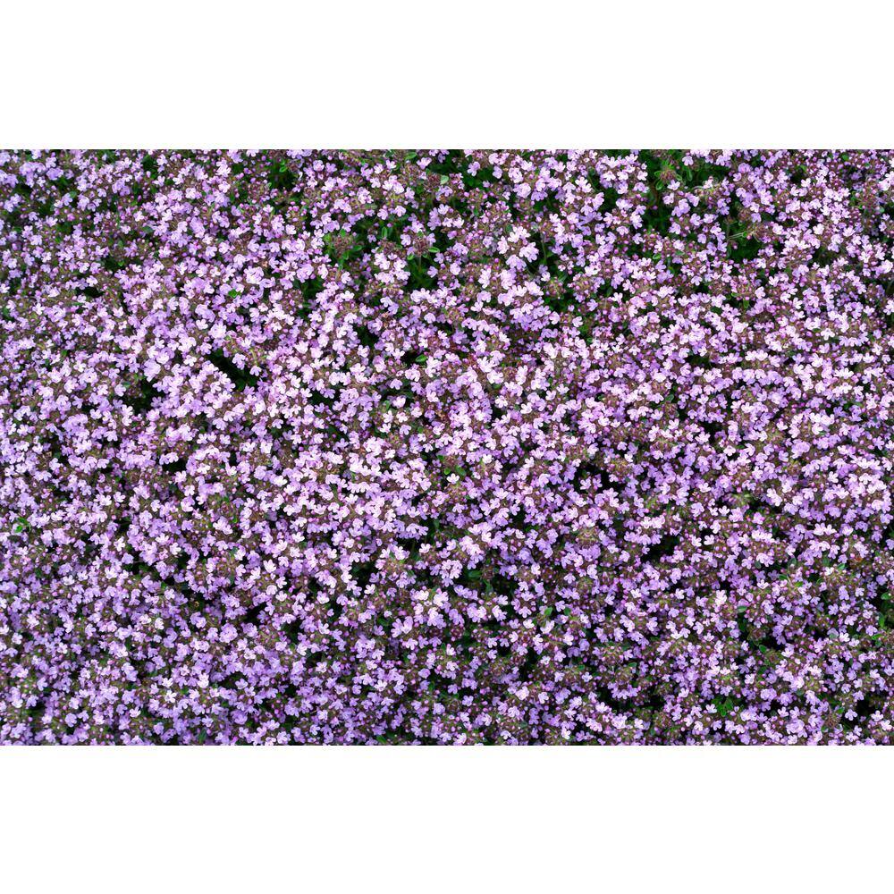 BELL NURSERY 1 Gal. Pink Chintz Creeping Thyme (Thymus serpyllum) Live Flowering Full Sun Perennial Groundcover Plant THYME1PNK1PK