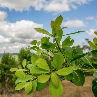 Perfect Plants Yerba Mate Tree 1Gal Growers Pot Ornamental Herbal Tea Tree THD-YerbaMate-1G